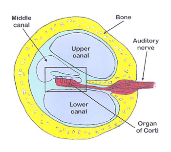 cochlear canal